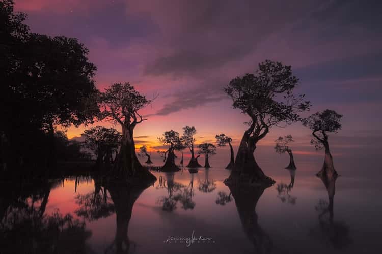 Mangrove Trees of Walakiri Beach