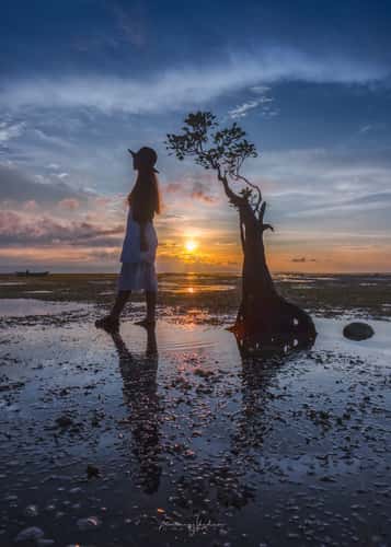 Mangrove Trees of Walakiri Beach