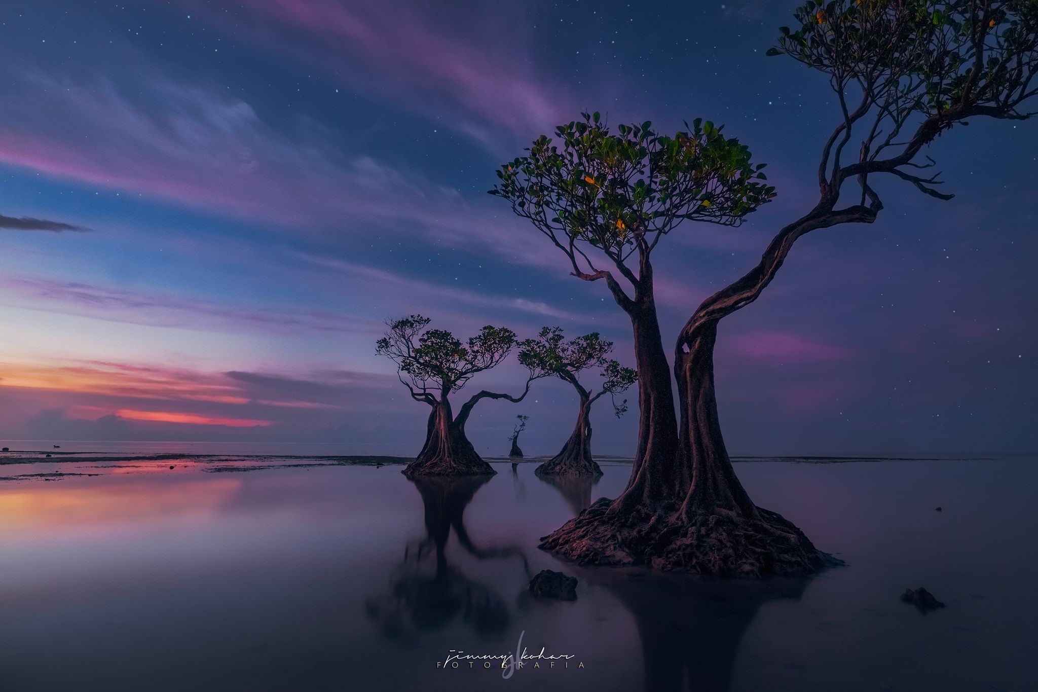 Mangrove Trees of Walakiri Beach, Indonesia