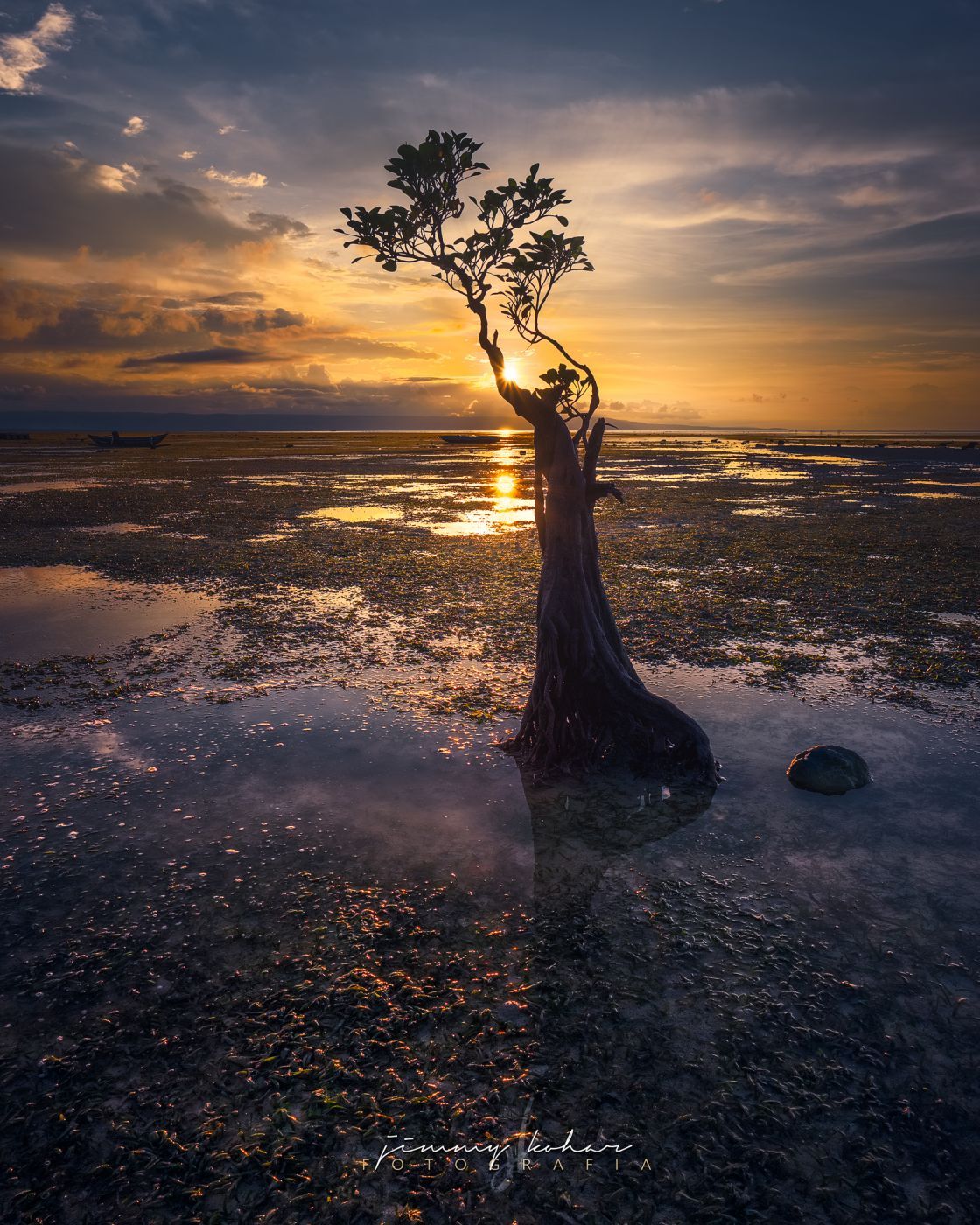 Mangrove Trees of Walakiri Beach, Indonesia