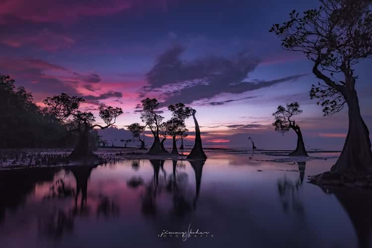 Mangrove Trees of Walakiri Beach