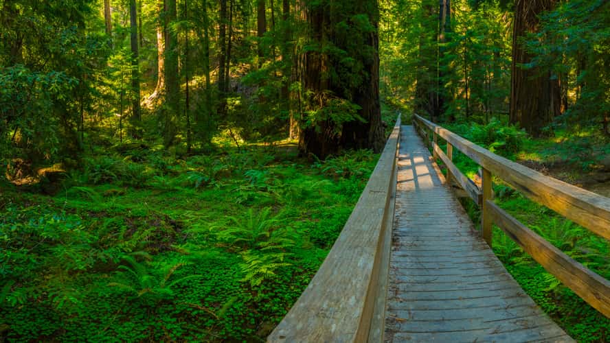 Montgomery Woods