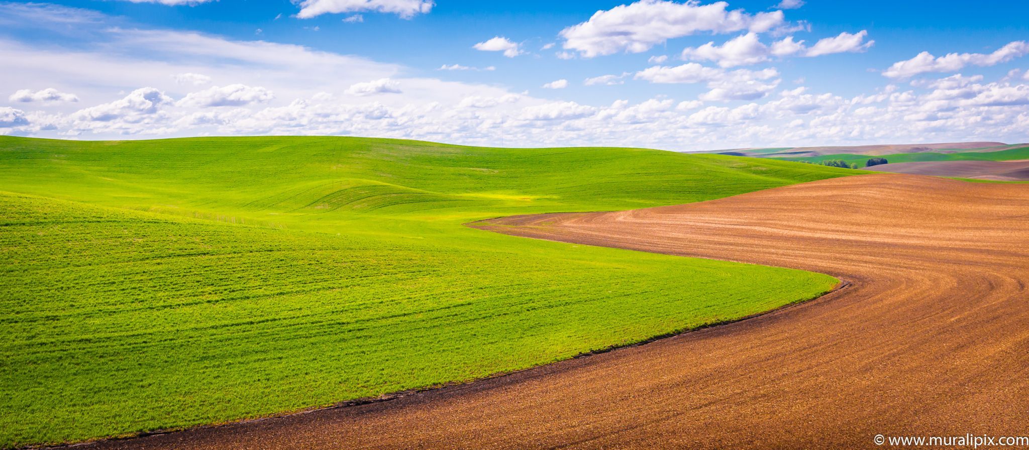 Palouse Field, USA