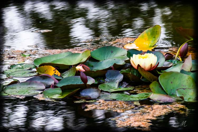 Parco Giardino Sigurtà,VR,Italia