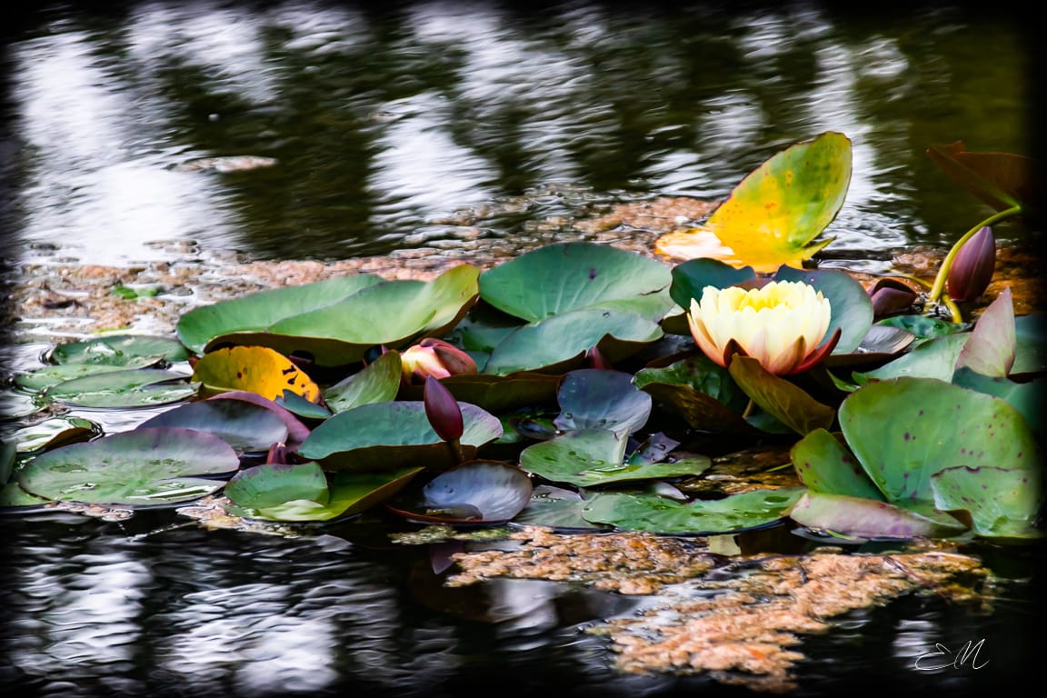 Parco Giardino Sigurtà,VR,Italia, Italy