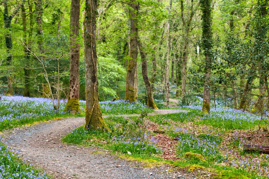 Plymbridge woods, United Kingdom