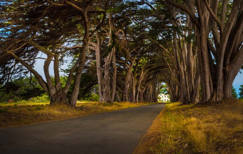 Cypress Tree Tunnel, Point Reyes National Seashore