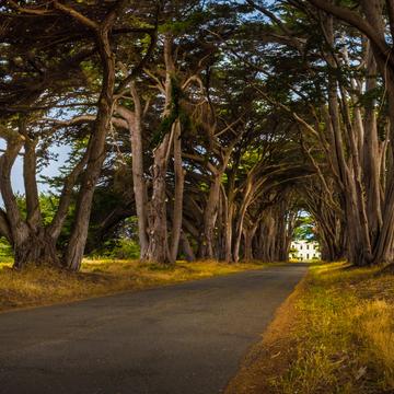 Point Reyes Tree Tunnel, USA