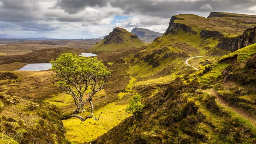 Lonely Tree at Quiraing