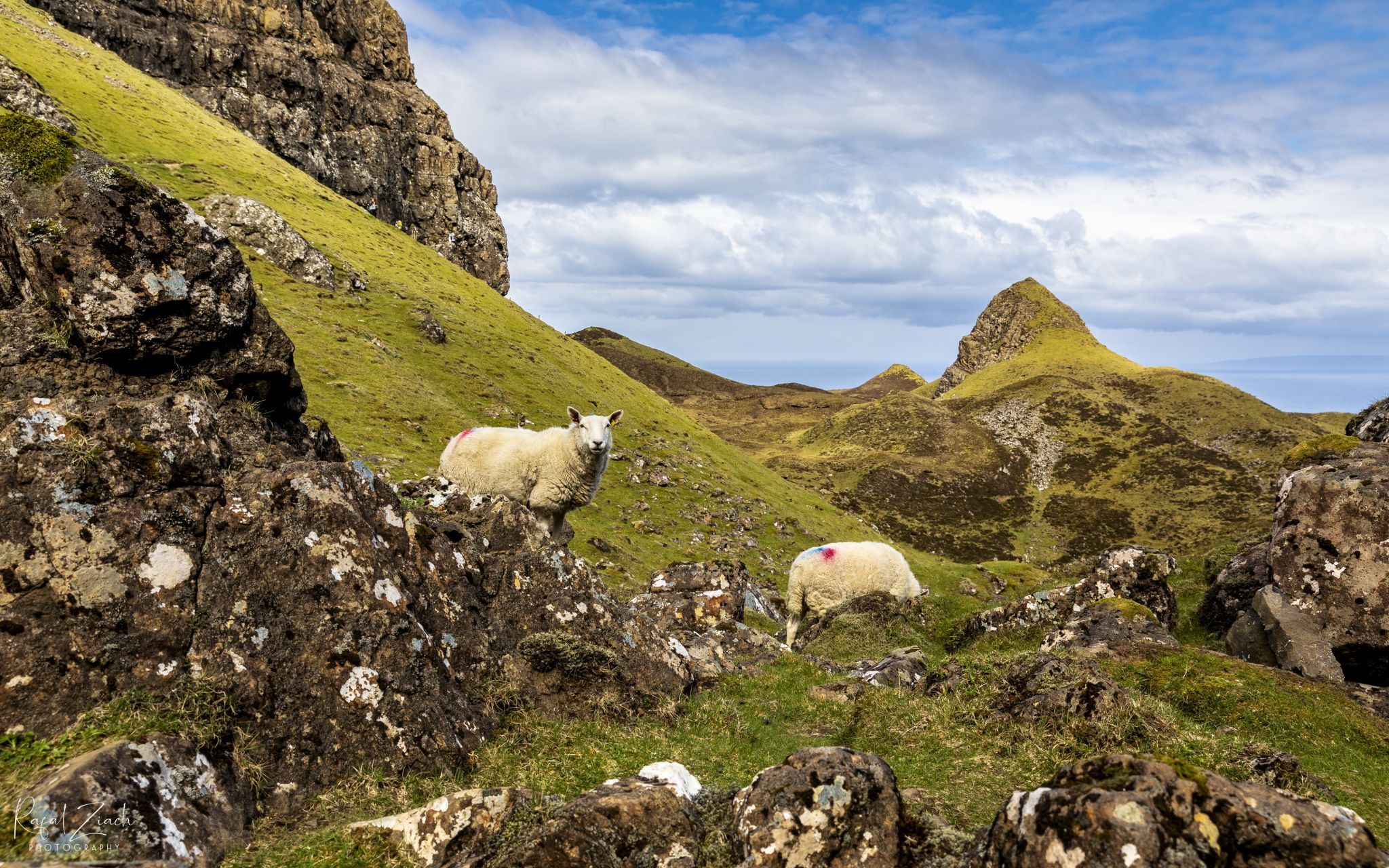 The sheep of Quiraing, United Kingdom