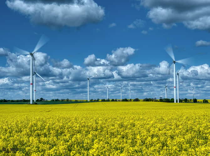 Rapsfeld bei Pinnow Nähe Schwedt