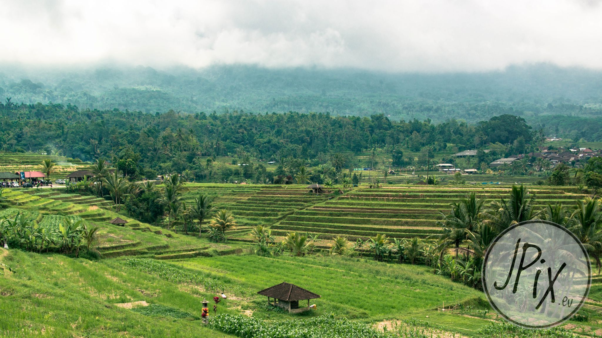 rice terraces at Bali, Indonesia