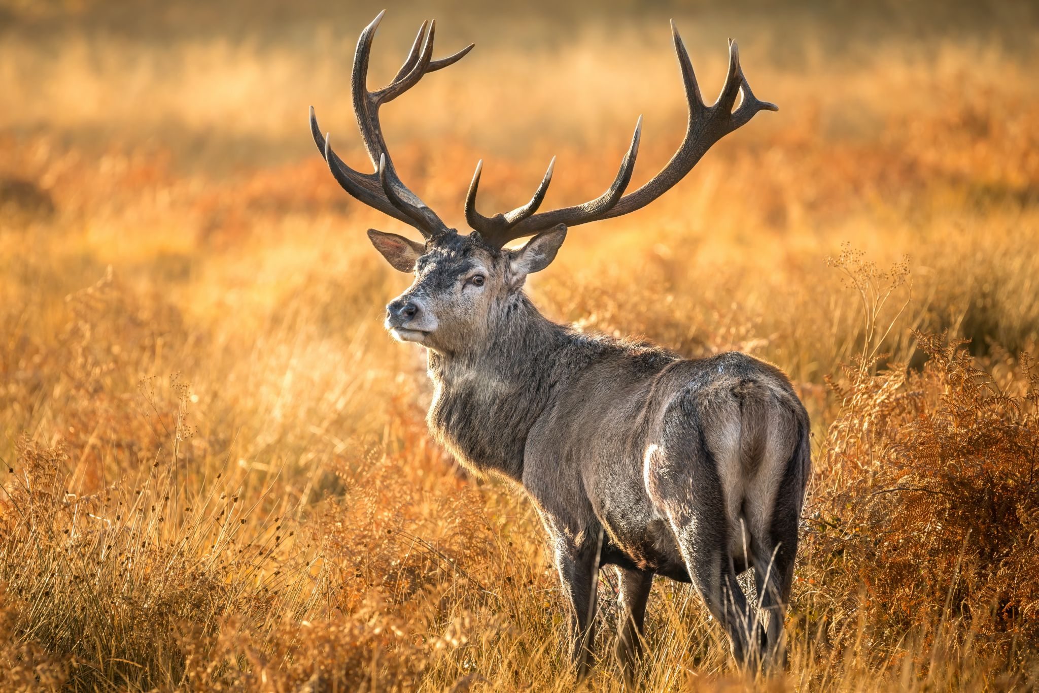 Top 6 Photo Spots at Richmond park in 2024