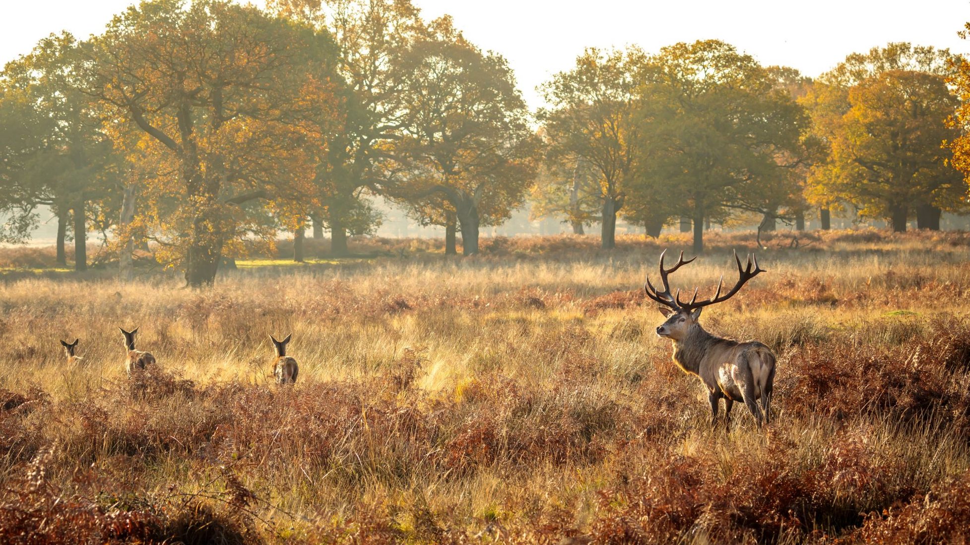 Reliable Heathrow to Richmond Park Transfers