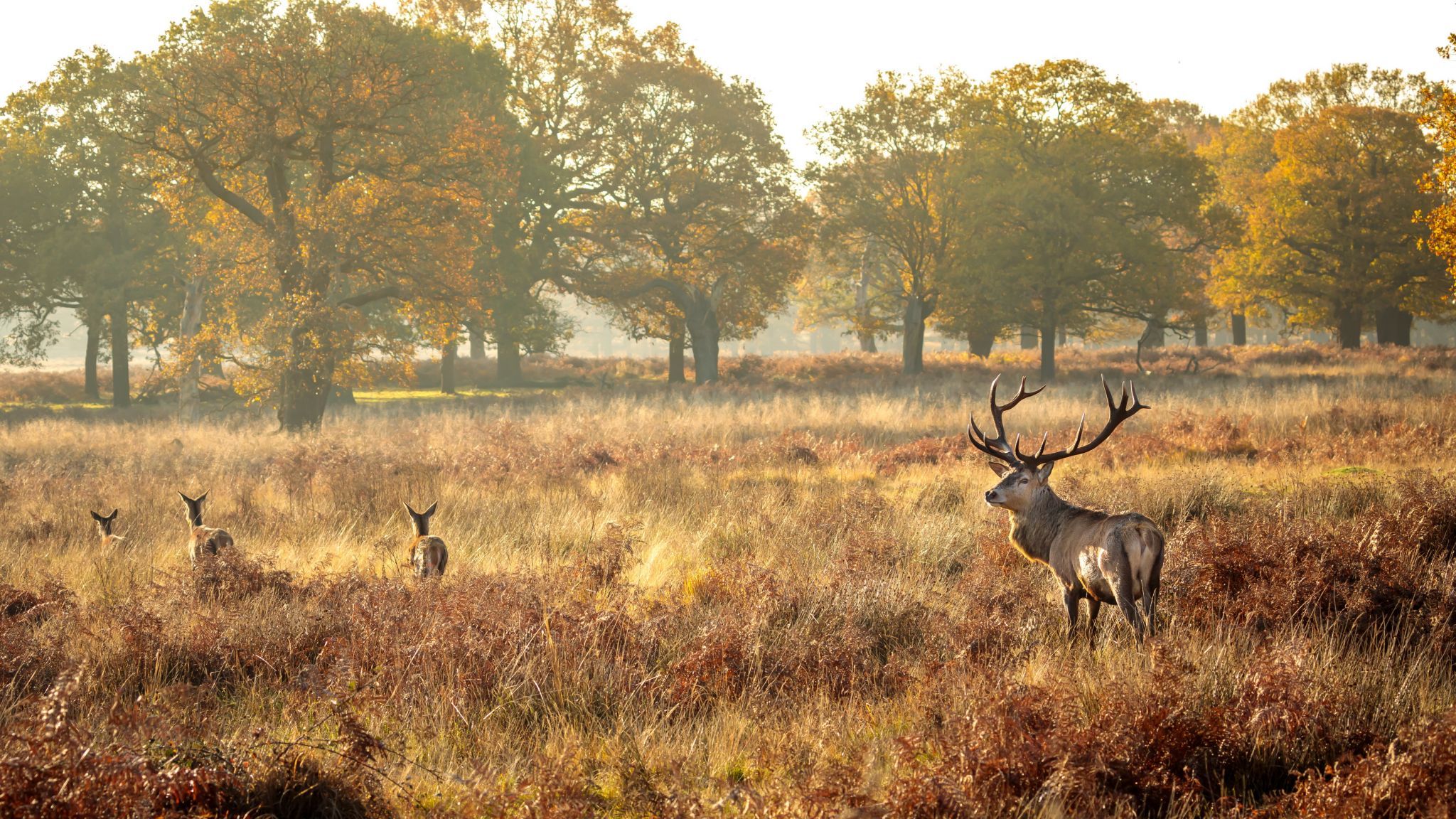 Richmond Park , London , UK, United Kingdom