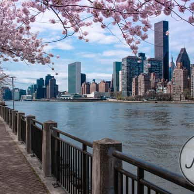 Roosevelt Island at Cherry Blossom, USA