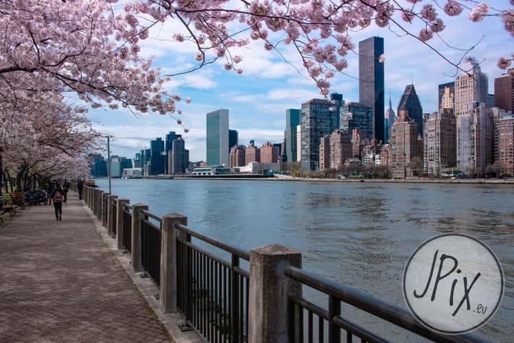 Roosevelt Island at Cherry Blossom