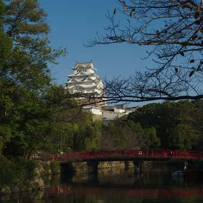 Sakura view of Himeji-jo, Japan