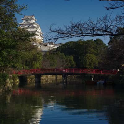 Sakura view of Himeji-jo, Japan