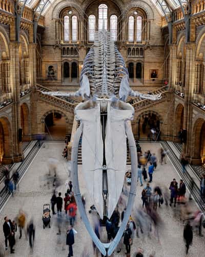The Natural History Museum Lobby, London