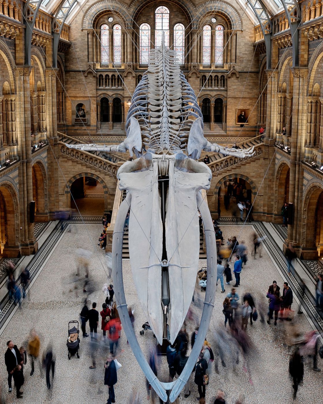 The Natural History Museum Lobby, London, United Kingdom