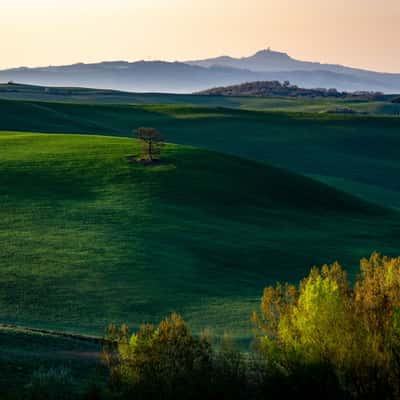 trees in a valley, Italy