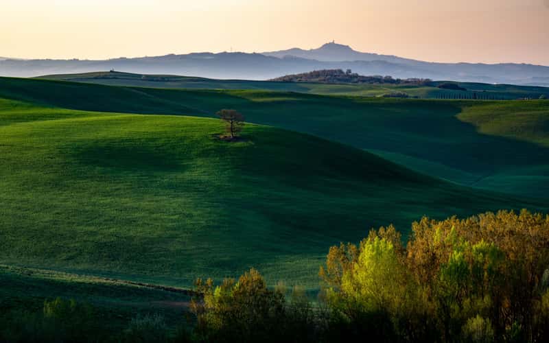 trees in a valley