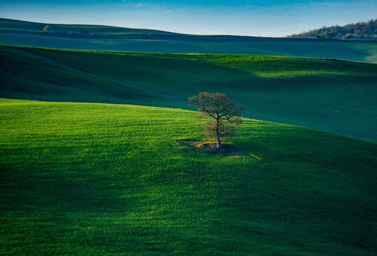 trees in a valley