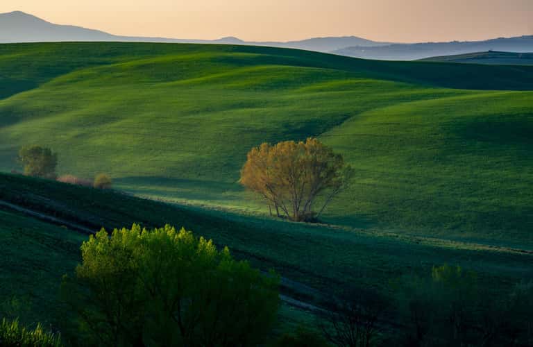 trees in a valley