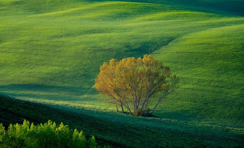 trees in a valley