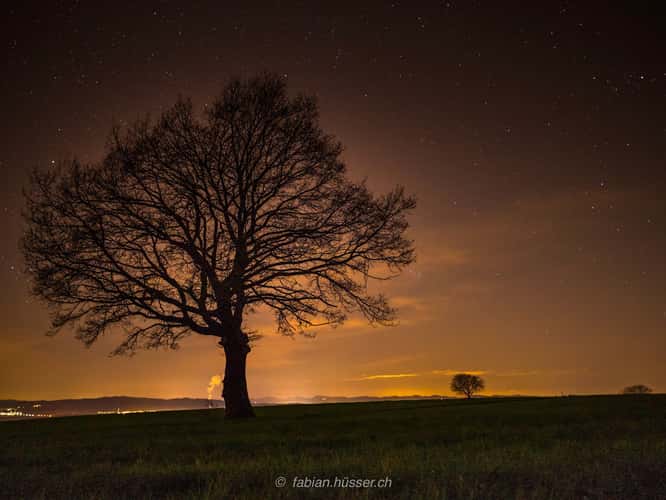 trees@stars
