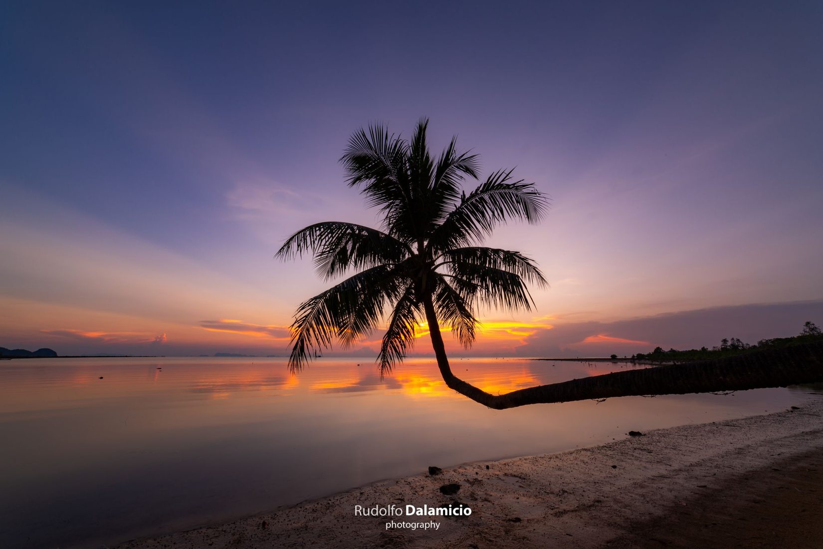 Tropical Palmtree, Thailand