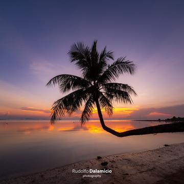 Tropical Palmtree, Thailand