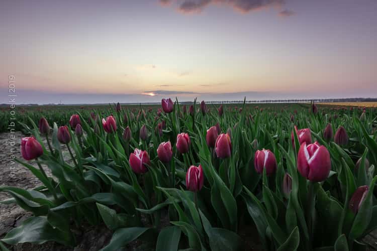Tulip Fields Zeewolde
