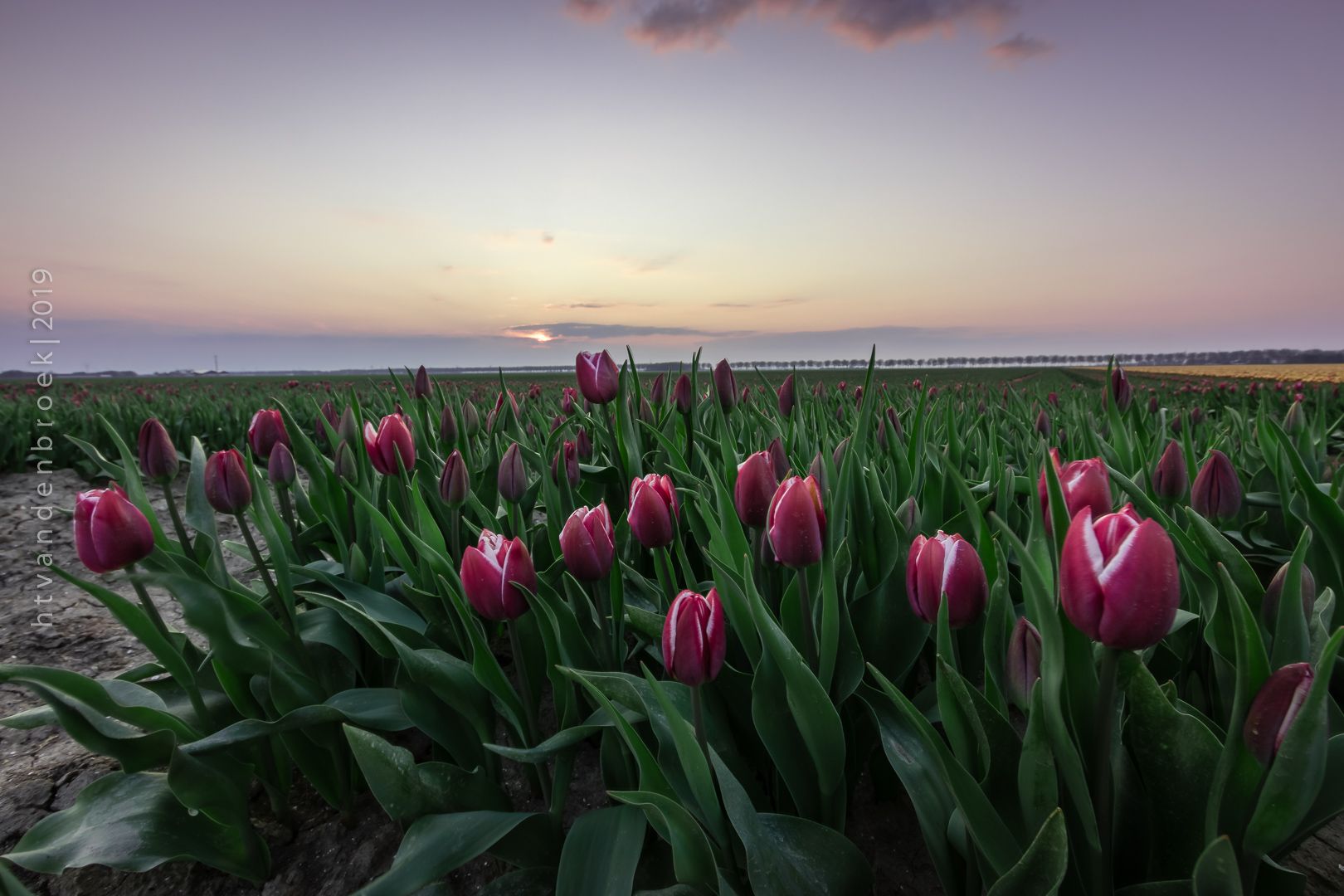 Tulip Fields Zeewolde, Netherlands