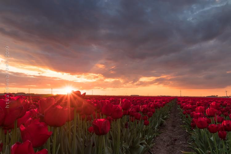 Tulip Fields Zeewolde