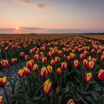Tulip Fields Zeewolde, Netherlands