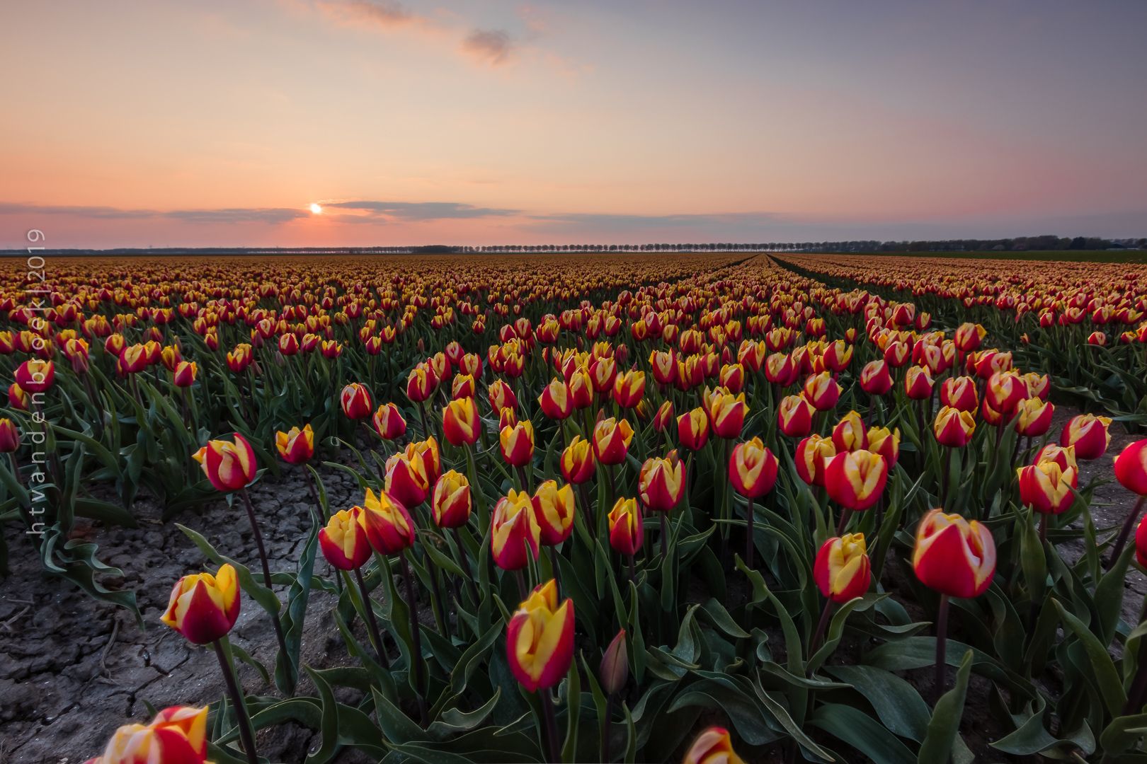 Tulip Fields Zeewolde, Netherlands