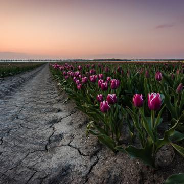 Tulip Fields Zeewolde, Netherlands