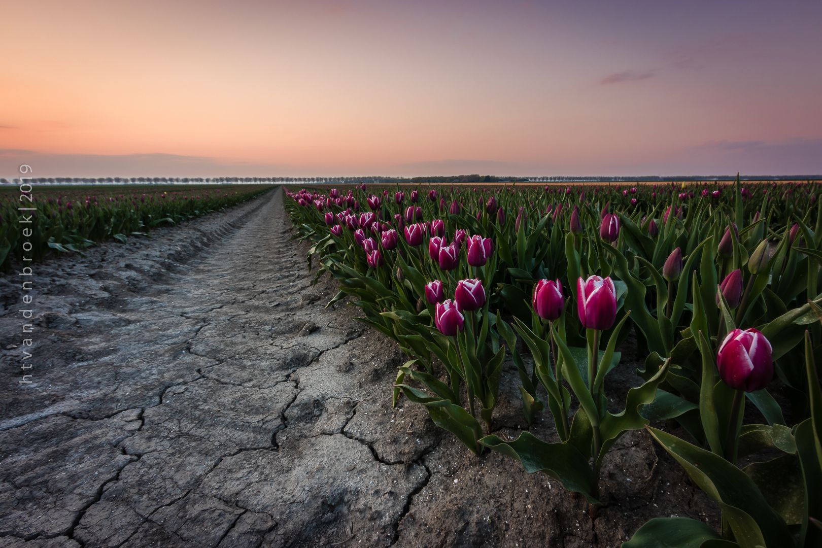 Tulip Fields Zeewolde, Netherlands