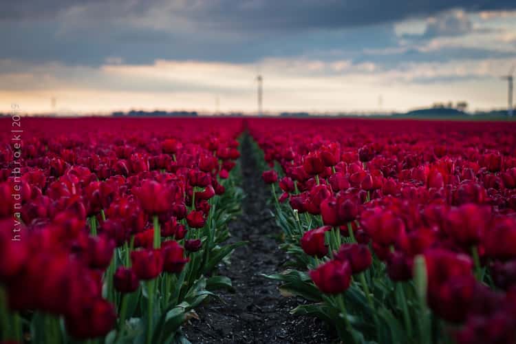 Tulip Fields Zeewolde