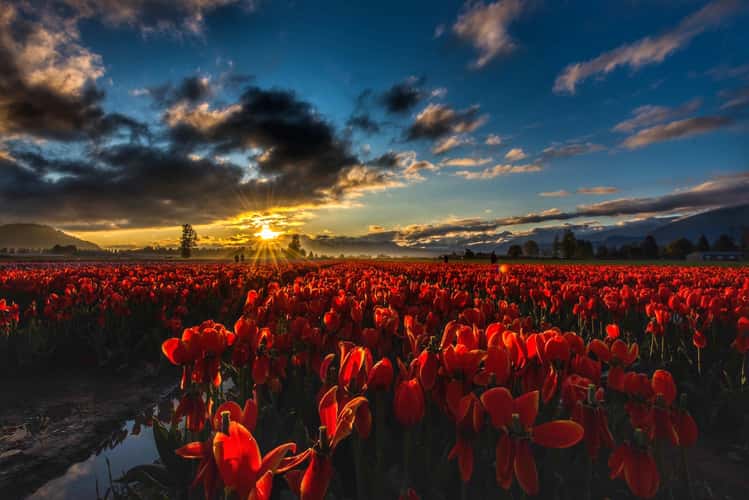 Tulips of Valley