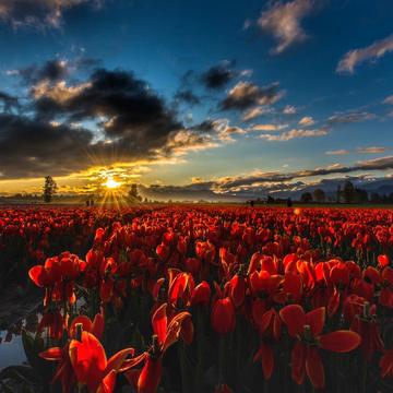 Tulips of Valley, Canada