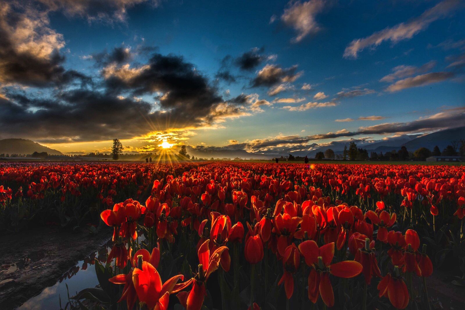 Tulips of Valley, Canada
