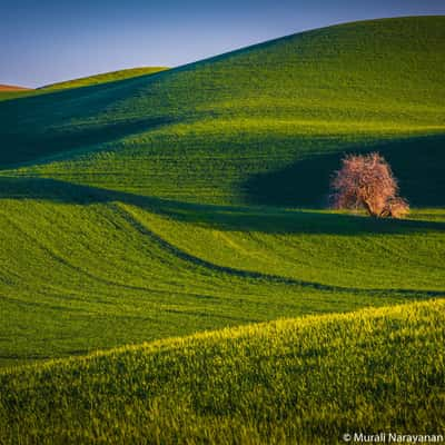 Another Palouse Lonely Tree, USA