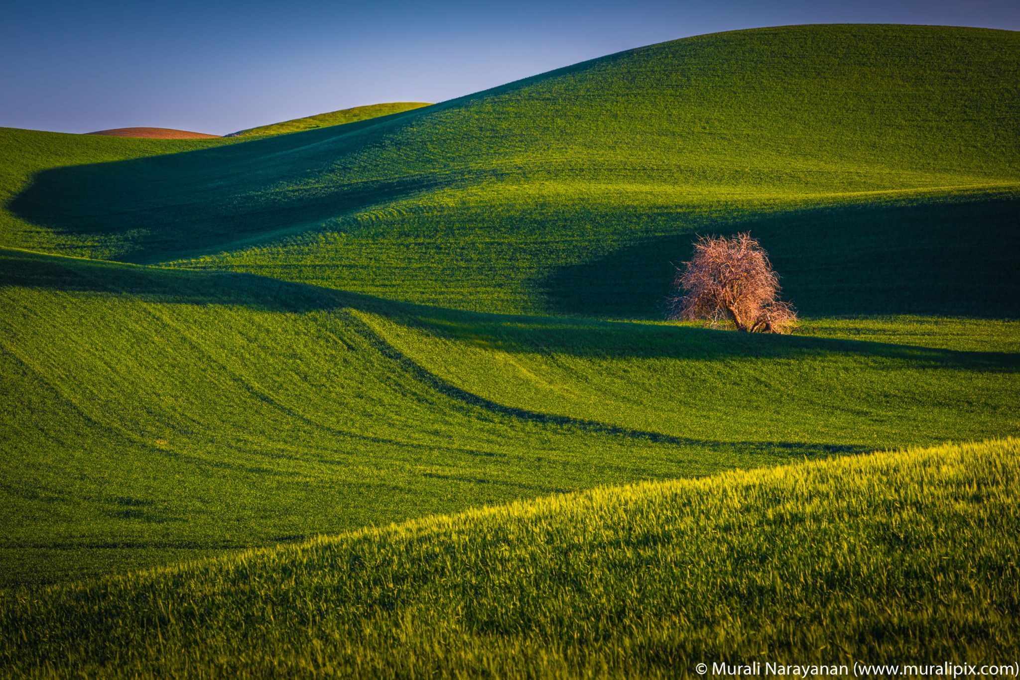 Another Palouse Lonely Tree, USA