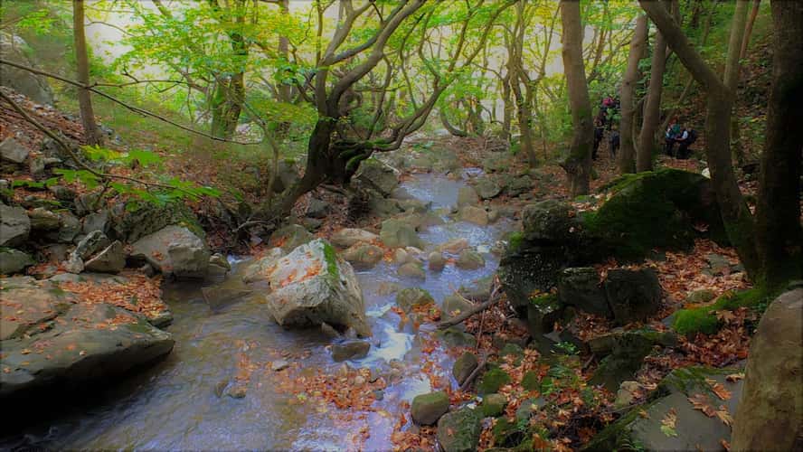 Anthochori