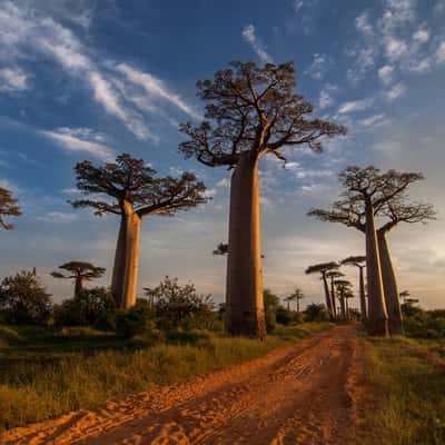 Baobab Allee bei Morondava, Madagascar