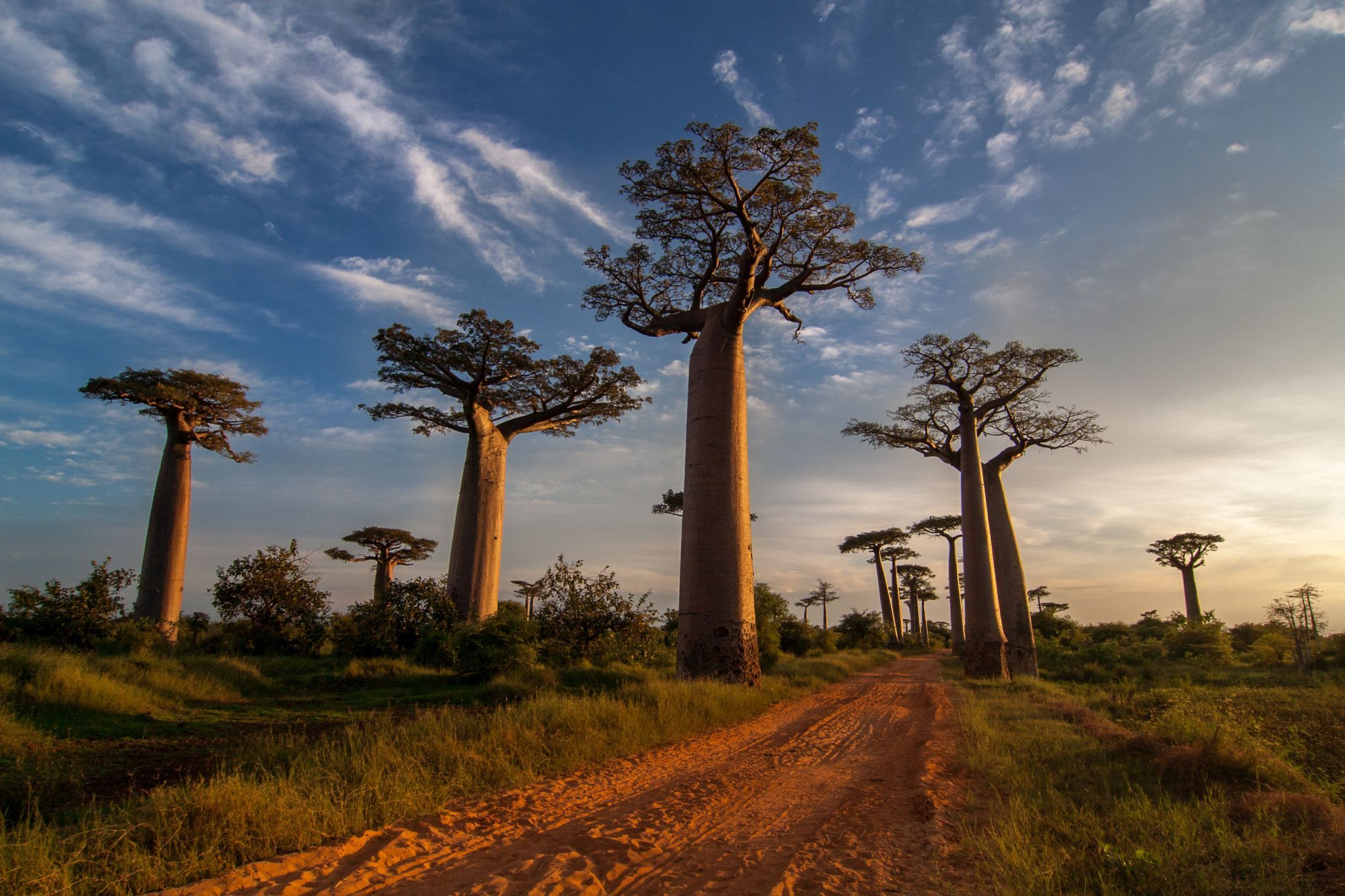 Baobab Allee bei Morondava, Madagascar