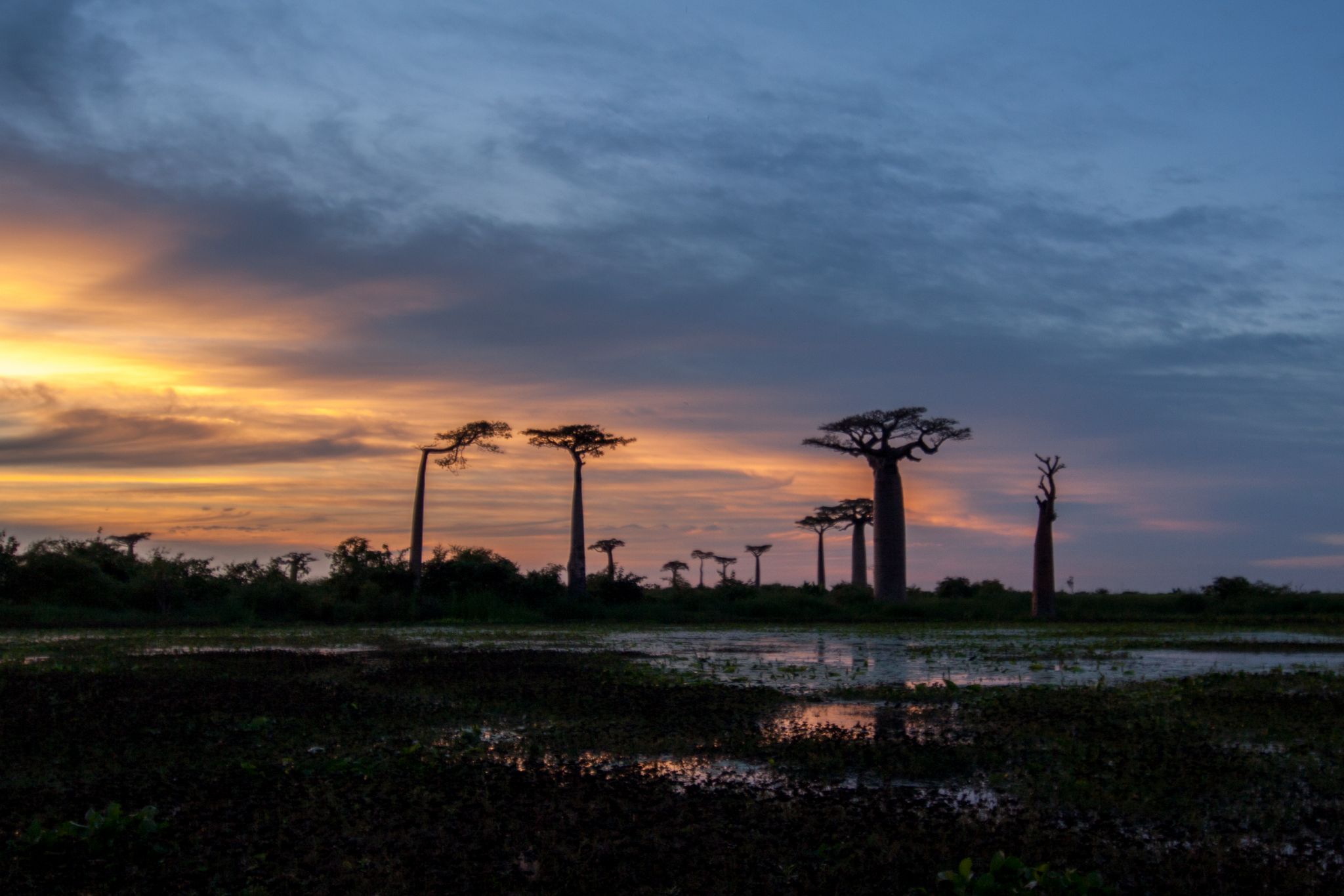 Baobab Allee bei Morondava, Madagascar